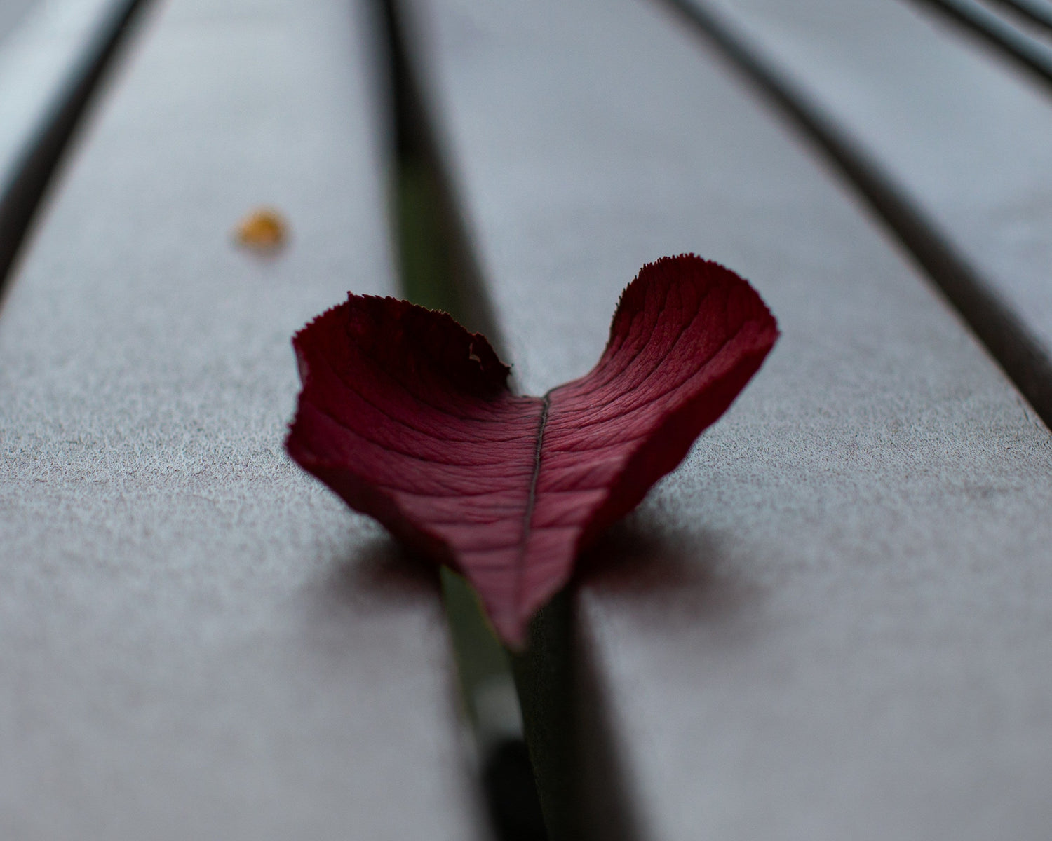 How Menopause Impacts Heart Health—and What You Can Do About It